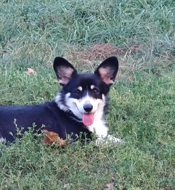 Les Welsh Corgi Pembroke de l'affixe Du clos vauban