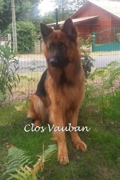 Goya Du clos vauban