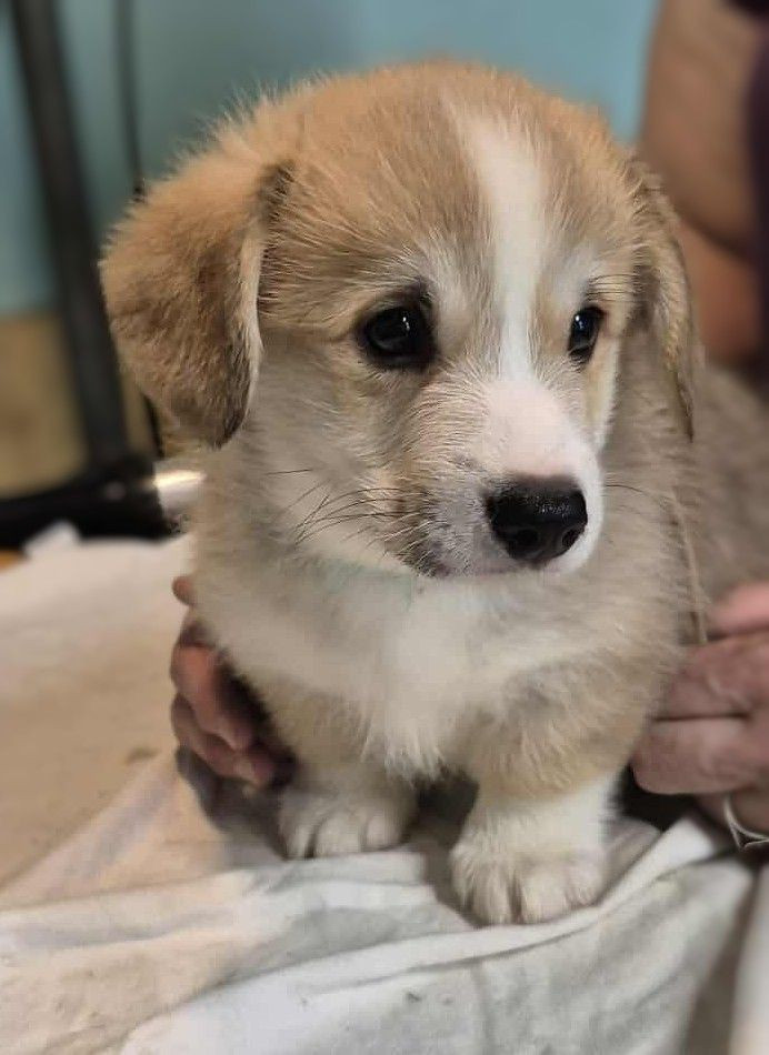 Du clos vauban - Chiots disponibles - Welsh Corgi Pembroke