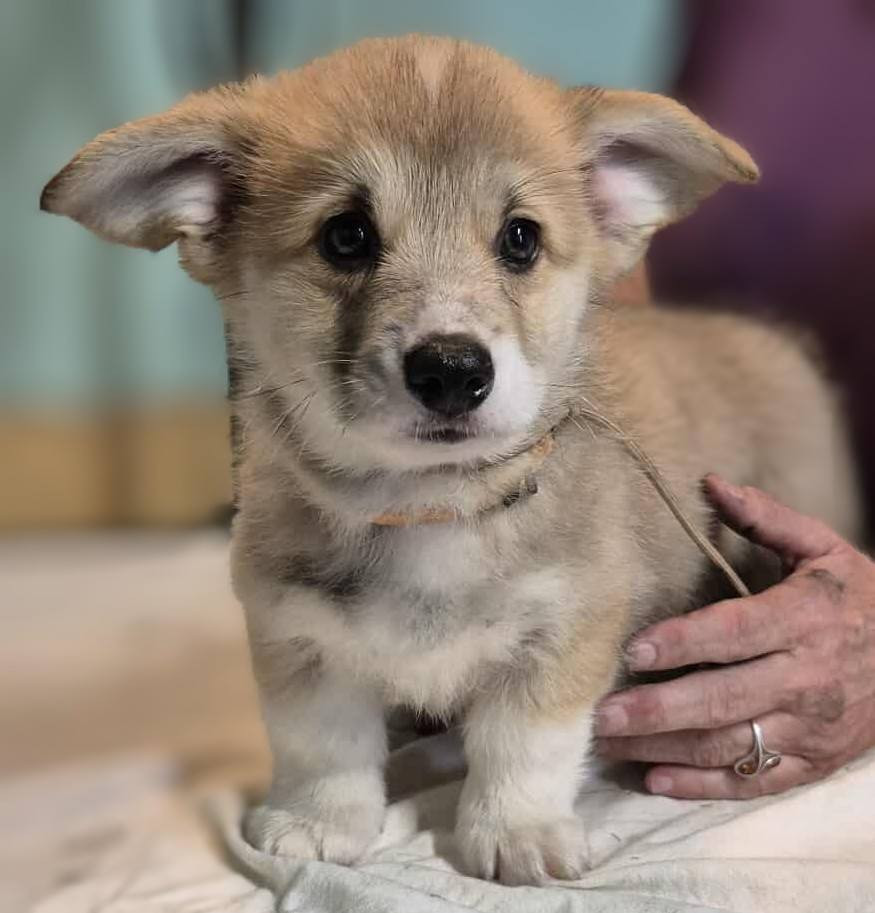 Du clos vauban - Chiots disponibles - Welsh Corgi Pembroke