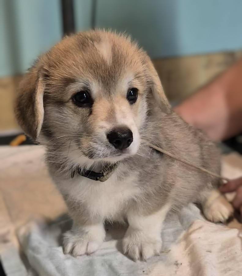 Du clos vauban - Chiots disponibles - Welsh Corgi Pembroke