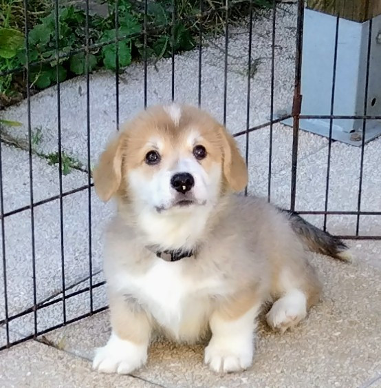 Du clos vauban - Chiots disponibles - Welsh Corgi Pembroke