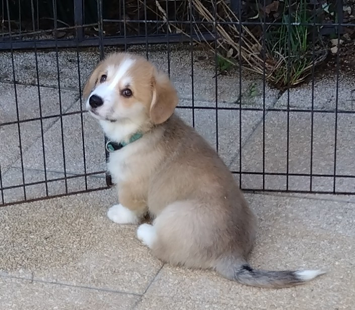 Du clos vauban - Chiots disponibles - Welsh Corgi Pembroke