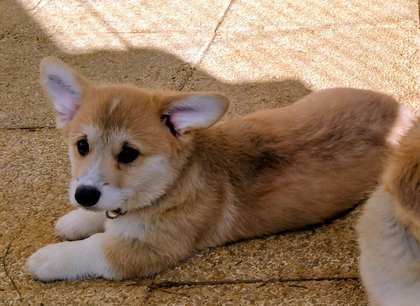 Du clos vauban - Chiots disponibles - Welsh Corgi Pembroke