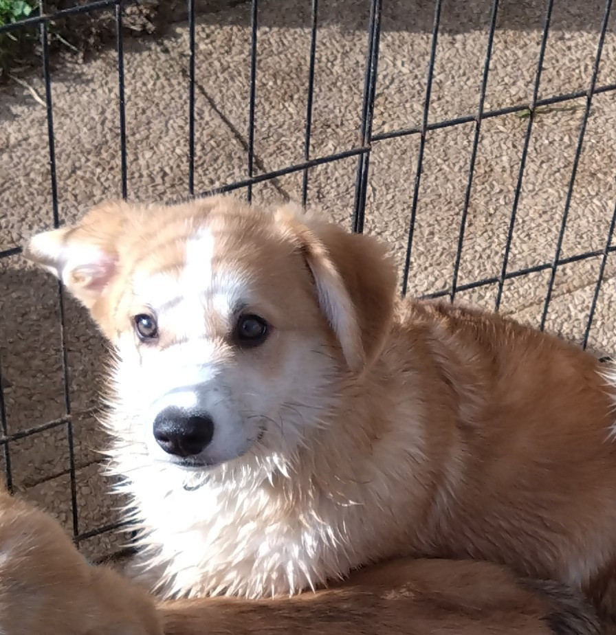 Du clos vauban - Chiots disponibles - Welsh Corgi Pembroke