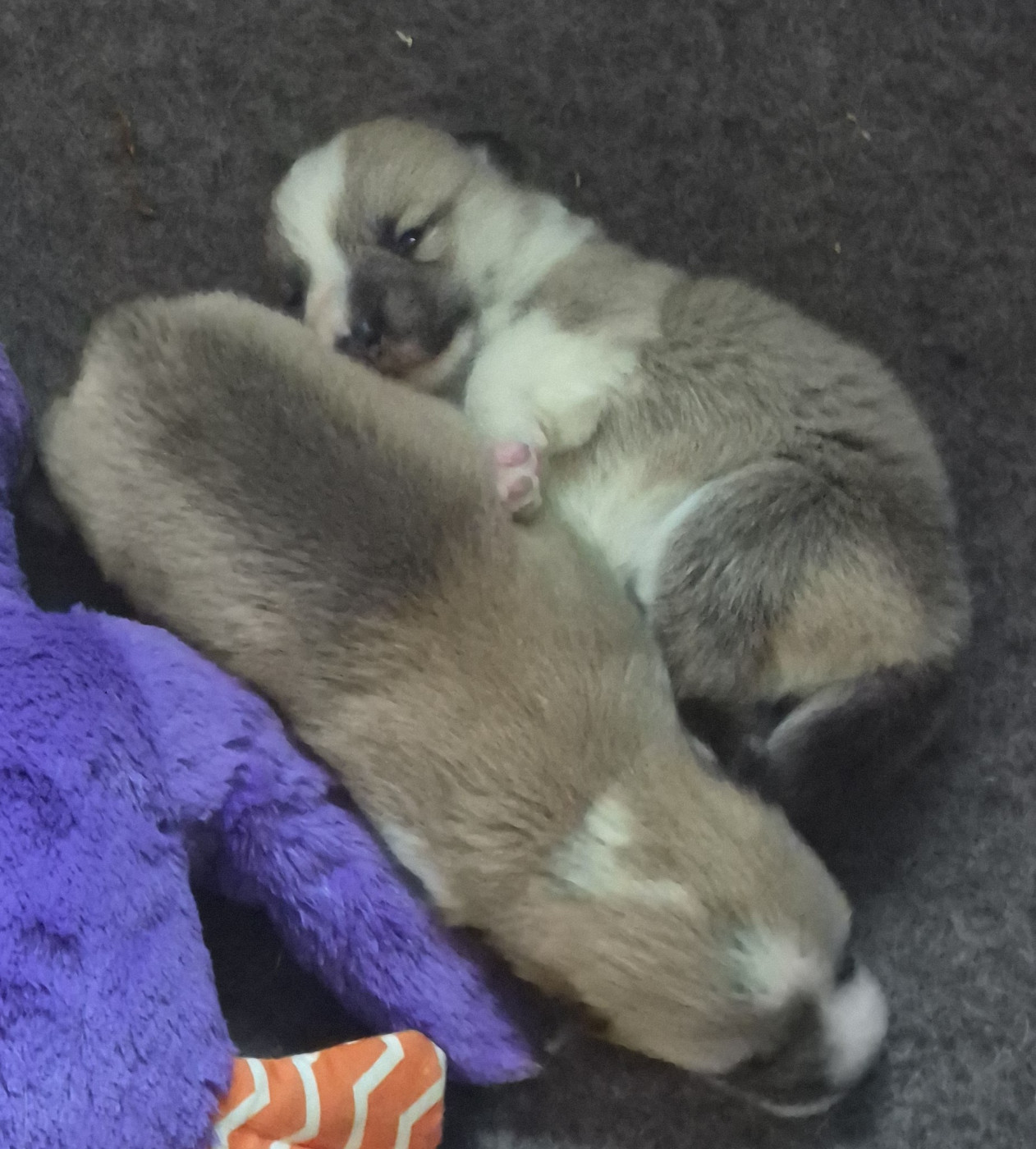 Chiot Welsh Corgi Pembroke Du clos vauban