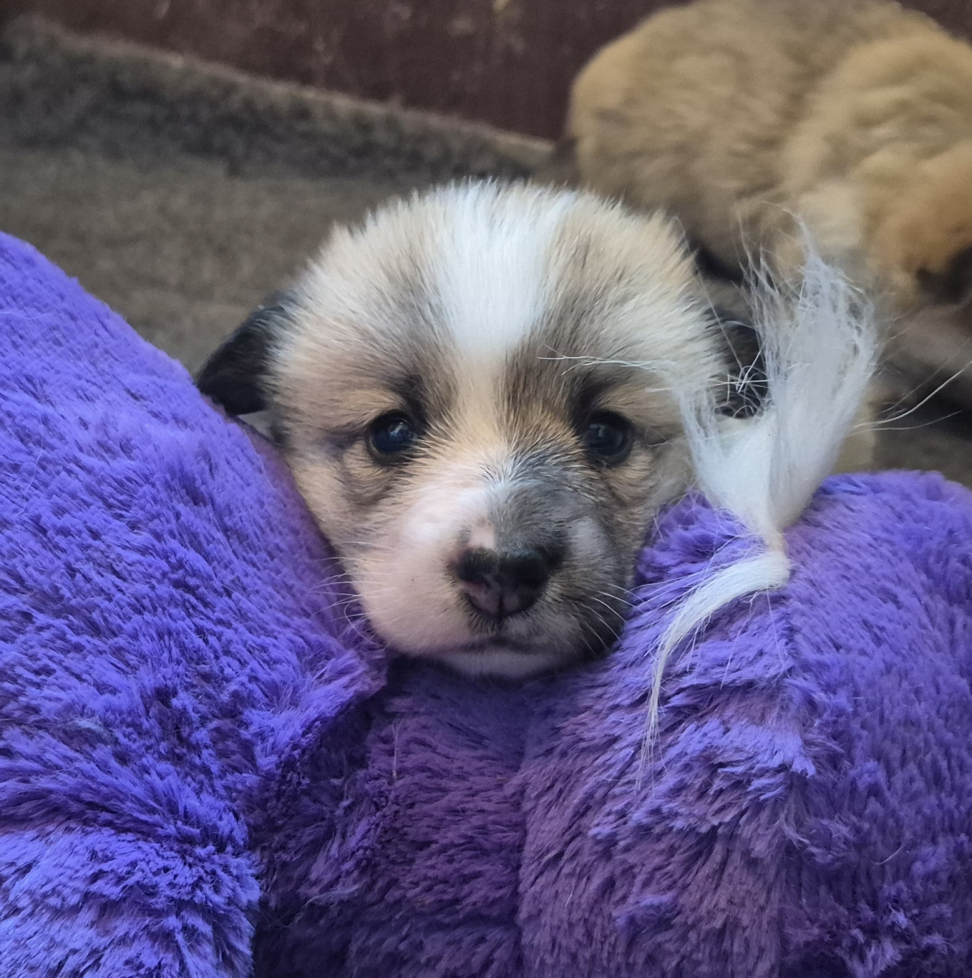 Du clos vauban - Chiots disponibles - Welsh Corgi Pembroke