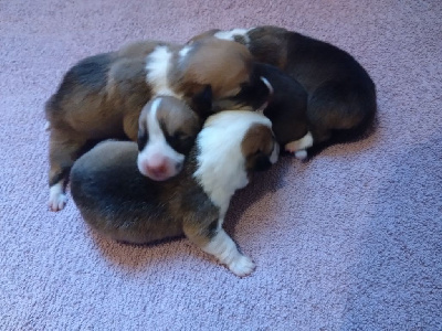 CHIOT