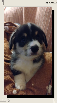 CHIOT tricolore collier rouge