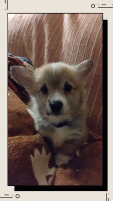 CHIOT Fauve collier bleu