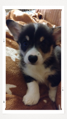 CHIOT tricolore sans collier