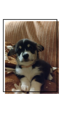 CHIOT tricolore collier rose