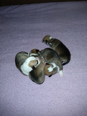 CHIOT